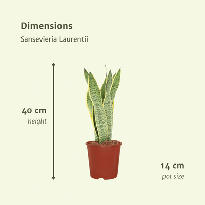 2x Sansevieria Laurentii (Frauenzunge), 40cm, ø14cm Topf
