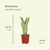 2x Sansevieria Laurentii (Frauenzunge), 40cm, ø14cm Topf Bild 2