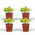 Epipremnum Golden Pothos Set of 4, Ø12cm, Houseplant Bild 1