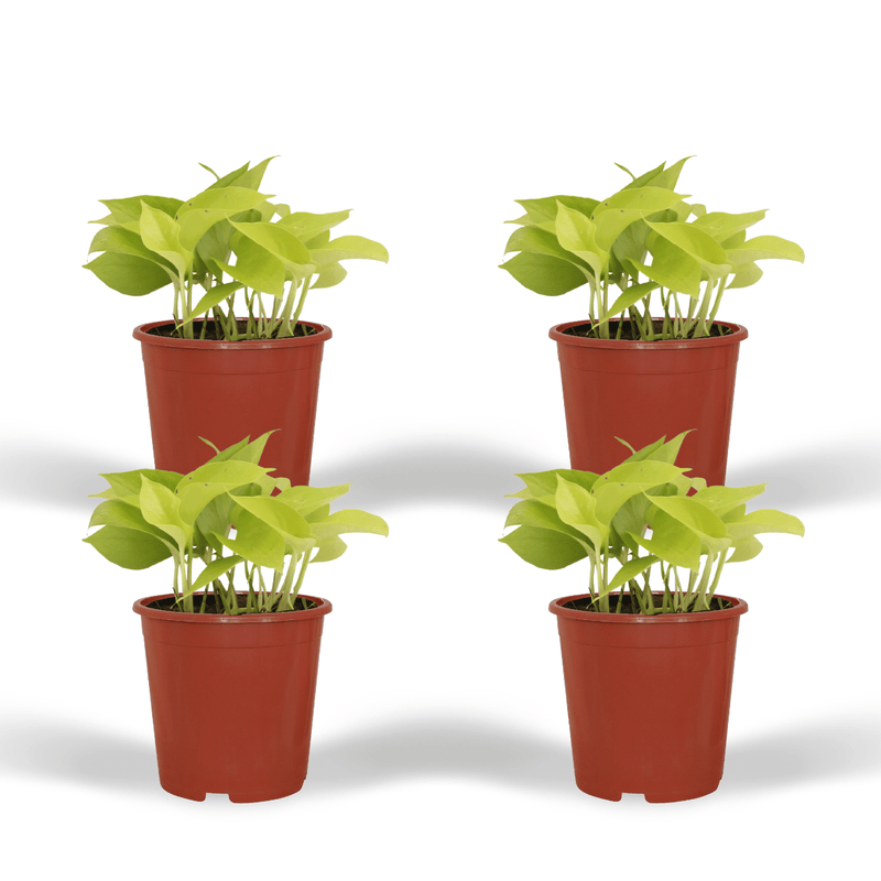 Epipremnum Golden Pothos Set of 4, Ø12cm, Houseplant