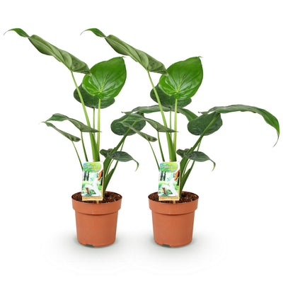 Green boutiQ - Zimmerpflanzen - Alocasia Cucullata - Buddhas Hand - Pflegeleicht - Grün - 2 Pflanzen - Topf 17cm - Höhe 60-65cm