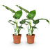 Green boutiQ - Zimmerpflanzen - Alocasia Cucullata - Buddhas Hand - Pflegeleicht - Grün - 2 Pflanzen - Topf 17cm - Höhe 60-65cm Bild 2