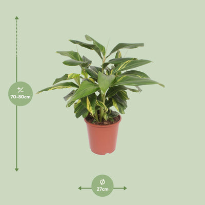 Alpinia Zerumbet Variegata - Bunte Ingwerpflanze im Ø27cm Topf (80cm hoch)