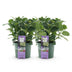 2x Hydrangea Magical Jewel Blue, 55cm height, 23cm pot Bild 2
