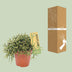 Rhipsalis Burchellii Zimmerpflanze – Ø12 cm Topf, ca. 20 cm hoch Bild 4