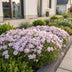 Green boutiQ - Stauden - Phlox Benita - Flammenblume - Bodendecker - Blau - 1 Pflanze - Topf 11cm - Höhe 15-25cm Bild 1