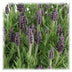Lavendel 'Anouk' im 12cm Topf - Set mit 6 Stück Bild 4
