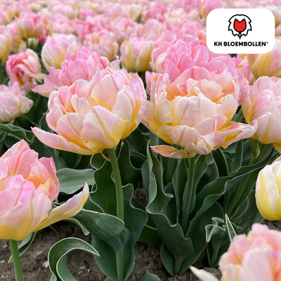 Tulpenbollen Password – 20 Stück | KH Bloembollen® | Roze Dubbelbloemige Tulp – Vol, Zacht & Romantisch – Voor Tuin of Pot – Maat 11/12 – Vers van de Teler