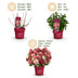 8x Panicle Hydrangea Groundbreaker Ruby in 14cm pot, winter hardy, red Bild 5