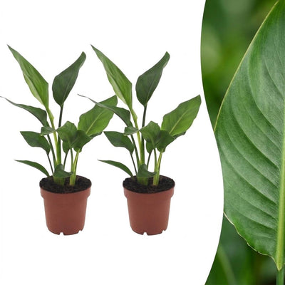 Green boutiQ - Strelitzia Reginea - Paradiesvogelblume - 2 Pflanzen - Topf 12cm - Höhe - 35cm