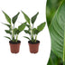 Green boutiQ - Strelitzia Reginea - Paradiesvogelblume - 2 Pflanzen - Topf 12cm - Höhe - 35cm Bild 1