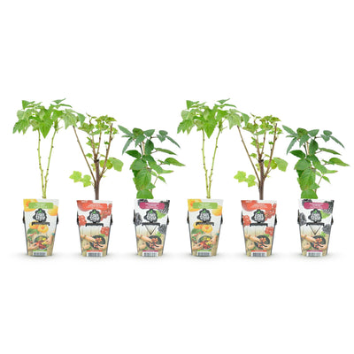 GreenboutiQ Obstpflanzen: Johannisbeere, Himbeere, Brombeere (6er Set)