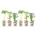 GreenboutiQ Obstpflanzen: Johannisbeere, Himbeere, Brombeere (6er Set) Bild 2