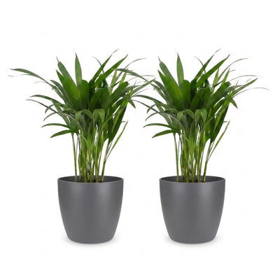 Green boutiQ - Areca Lutescens - Butterfly Palm - 2 Plants - with Grey Pot - Pot 12cm - Height - 45cm