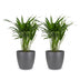 Green boutiQ - Areca Lutescens - Goldfruchtpalme - 2 Pflanzen - met Potter Grijs - Pot 12cm - Hoogte - 45cm Bild 2
