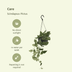 Scindapsus Pictus (Epipremnum) - Set of 2, Ø15cm, H20cm Bild 3
