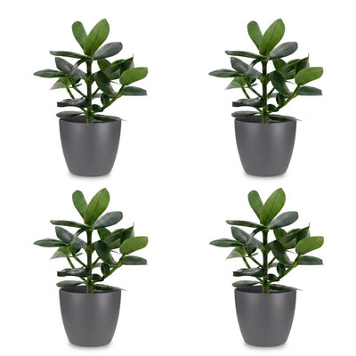 Green boutiQ - Clusia Princess - Clusia - 4 Plants - with Pot Grey - Pot 12cm - Height - 40cm