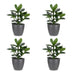 Green boutiQ - Clusia Princess - Clusia - 4 Pflanzen - met Potter Grijs - Pot 12cm - Hoogte - 40cm Bild 2