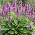 Stachys 'Hummelo' - 24 Stauden, lila Blüten, bienenfreundlich, 15-25cm Bild 5