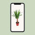 Yucca "Maya Tree" 30stam P19 - Ø19cm - ↕80cm Bild 9