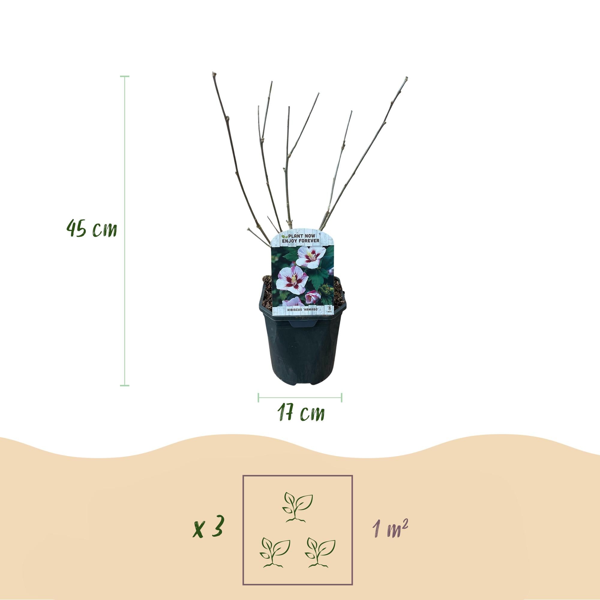 GreenboutiQ - Sträucher - Hibiscus syriacus Hamabo - Blüte Hellrosa - 1 Pflanze - Laubabwerfend - Wenig Pflege - Topf 17cm Höhe 45cm