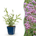 Green boutiQ - Perennial - Verbena bonariensis Lollipop - Ironweed - Bee and Butterfly Attractors - Purple - 3 Plants - Pot 11cm - Height 15-25cm Bild 12