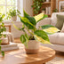 Philodendron Scandens Brazil - Tropische Kletterpflanze im 6cm Topf Bild 2
