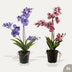 Orchidee Vanda mix - 2 Stück - Kunstpflanzen - Bundle-Set Bild 1