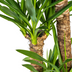 Yucca Elephantipes (Ø24cm, 120-140cm) - Exotische Zimmerpflanze Bild 4