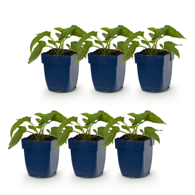 Green boutiQ - Staude - Rudbeckia fulg. Goldsturm - Gelbe Sonnenhut - Bienen- und Schmetterlingsanwerfer - Gelb - 6 Pflanzen - Topf 11cm - Höhe 15-25cm