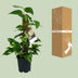 Scindapsus Epipremnum: Hängepflanze im Ø15cm Topf, ↕50cm Bild 4