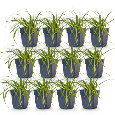 Green boutiQ - Grasses - Carex oshimensis Evergreen - Japanese Sedge - Evergreen - Green - 12 Plants - 11cm Pot - Height 15-25cm