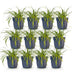 Green BoutiQ - Japanisches Zwerggras - Carex Evergreen - 12 Pflanzen Bild 2