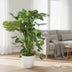 Monstera Deliciosa XXL (150cm) - Tropische Schönheit für Ihr Zuhause Bild 2