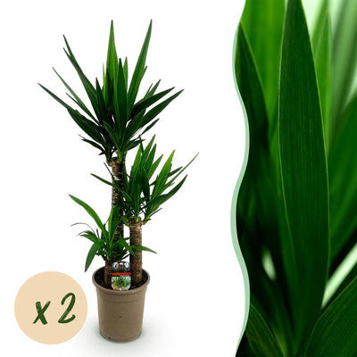 Green boutiQ - Zimmerpflanze - Yucca elephantipes - Yucca - Wenig Pflege - Grün - 2 - Topf 21cm - Höhe 100cm