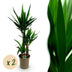Green boutiQ - Zimmerpflanze - Yucca elephantipes - Yucca - Wenig Pflege - Grün - 2 - Topf 21cm - Höhe 100cm Bild 1