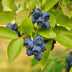2x Blaubeerpflanze 'Patriot' (Vaccinium corymbosum) – 50cm – Topf 15cm Bild 5