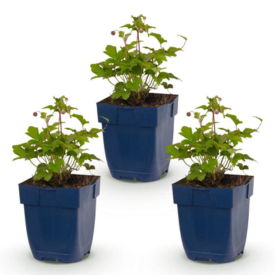 Green boutiQ - Perennial - Anemone hup. Splendens - Japanese Anemone - Shade - Dark Pink - 3 Plants - Pot 11cm - Height 15-25cm