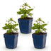 Green boutiQ - Perennial - Anemone hup. Splendens - Autumn Anemone - Shade - Dark Pink - 3 Plants - Pot 11cm - Height 15-25cm Bild 3