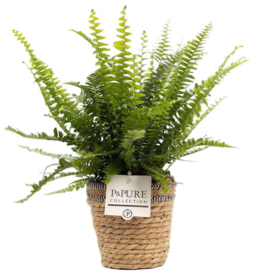 Nephrolepis Green Lady In P&PURE Basket - Ø12cm - ↕35cm