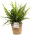 Nephrolepis Green Lady In P&PURE Basket - Ø12cm - ↕35cm Bild 1