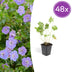 48x Geranium Rozanne (10-25cm, Ø9cm) - Purple flowers until autumn Bild 1