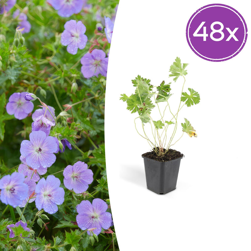 48x Geranium Rozanne (10-25cm, Ø9cm) - Purple flowers until autumn