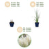 Green boutiQ - Gräser - Cortaderia sell. Pumila - Zwerg-Pampasgras - Mit Feder - Grau - 6 Pflanzen - Topf 11cm - Höhe 15-25cm Bild 4