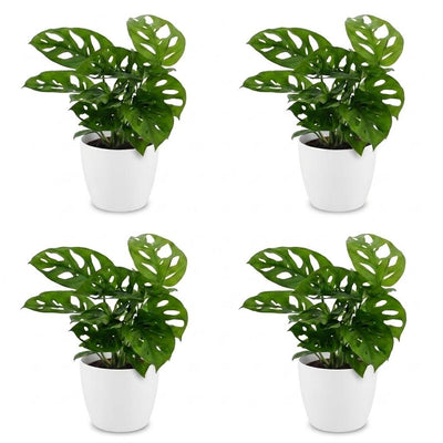 Green boutiQ - Monstera Adansonii - Monstera Adansonii - 4 Pflanzen - mit Potter Wit - Topf 12cm - Höhe - 25cm