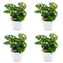 Green boutiQ - Monstera Adansonii - Monstera Adansonii - 4 Pflanzen - mit Potter Wit - Topf 12cm - Höhe - 25cm Bild 2