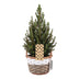 Picea glauca Conica - Zuckerhutfichte - Grün - Weihnachtsbaum - inkl. Korb - Ø17cm - ↕65cm Bild 2