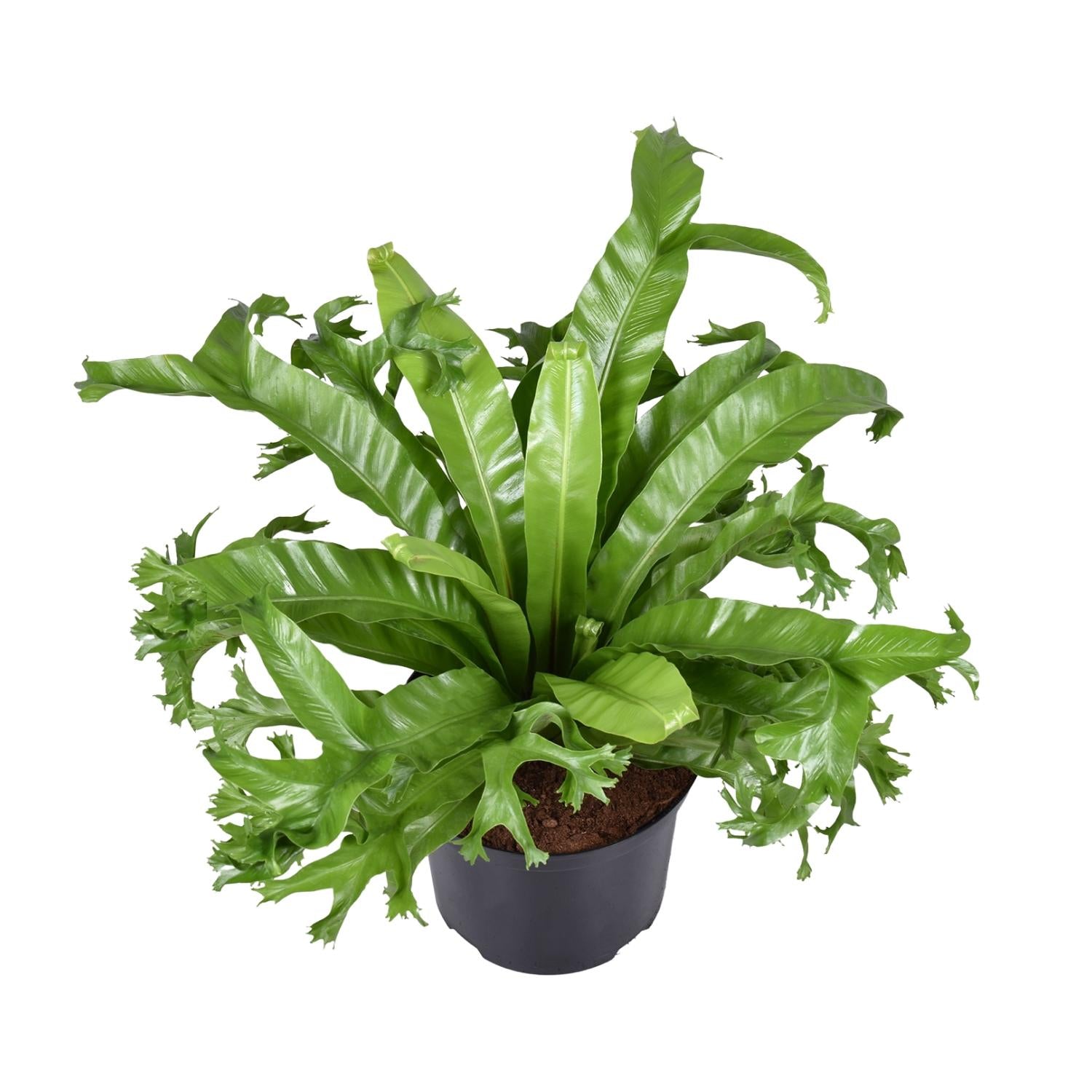 Dracaena surculosa
