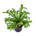 Asplenium Nidus Crissie - Vogelnestfarn | Ø23cm | ↕55cm Bild 1