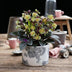GreenboutiQ - Gartenpflanze - Lenzrose - Helleborus lividus Purple Marble - Violette Blüte - 1 Pflanze - Immergrün - Topf 14cm Höhe 35cm Bild 4